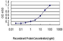 Monoclonal Anti-CAMK1 antibody produced in mouse clone 3G1, purified immunoglobulin, buffered aqueous solution