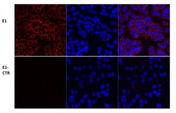 Anti-PDH serum, from rabbit