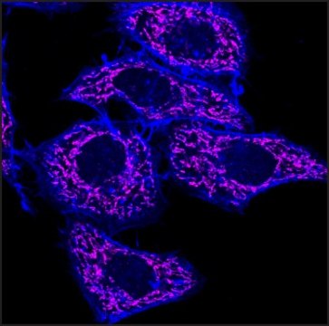 Anti-Rabbit IgG (H+L), F(ab&#8242;)2 fragment, CF&#8482;640R antibody produced in goat ~2&#160;mg/mL, affinity isolated antibody, buffered aqueous solution