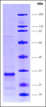 SRC1 (627-786), biotin,His tagged human recombinant, expressed in E. coli, &#8805;80% (SDS-PAGE)