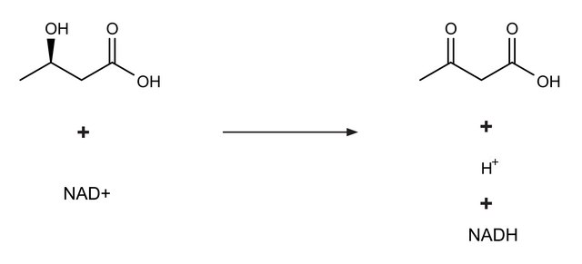 &#946;-羟丁酸脱氢酶 来源于勒氏假单胞菌 lyophilized powder, &#8805;200&#160;units/mg protein