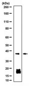 Anti-Galectin-4 Antibody from rabbit, purified by affinity chromatography