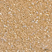 Anti-STXBP1 Antibody, clone 1N7U1, Rabbit Monoclonal