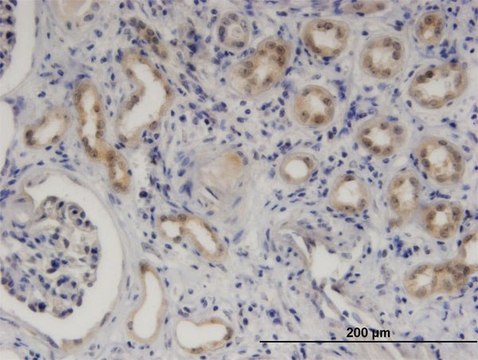 Monoclonal Anti-SERPINB9, (C-terminal) antibody produced in mouse clone 1F5, purified immunoglobulin, buffered aqueous solution