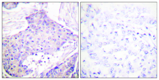 Anti-CARD6 antibody produced in rabbit affinity isolated antibody