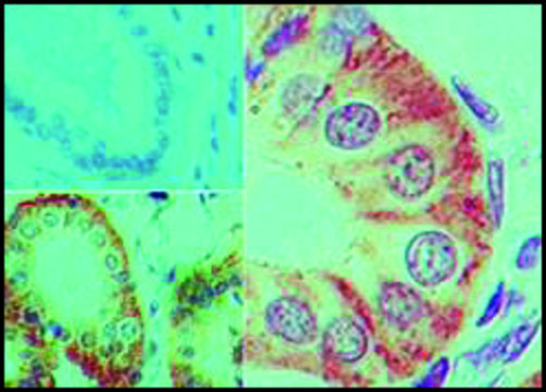 Monoclonal Anti-IL-17F-Biotin antibody produced in mouse clone 4H1629.1, purified immunoglobulin