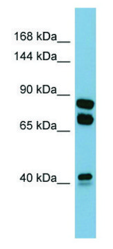 Anti-PXDN (N-terminal) antibody produced in rabbit affinity isolated antibody