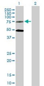 Anti-GPR50 antibody produced in mouse purified immunoglobulin, buffered aqueous solution