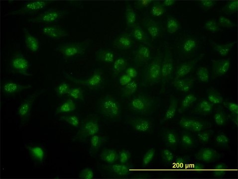 Monoclonal Anti-CDC14A antibody produced in mouse clone 1F11, purified immunoglobulin, buffered aqueous solution