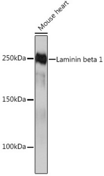 Anti-Laminin beta 1 Antibody, clone 6I9T4, Rabbit Monoclonal