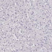 Anti-CCR8 antibody produced in rabbit Prestige Antibodies® Powered by Atlas Antibodies, affinity isolated antibody