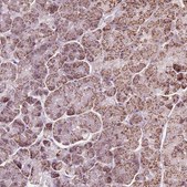 Anti-LFNG antibody produced in rabbit Prestige Antibodies® Powered by Atlas Antibodies, affinity isolated antibody, buffered aqueous glycerol solution