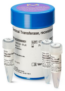 Terminal Transferase from Calf Thymus, recombinant, E. coli