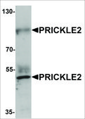 Anti-PRICKLE2 antibody produced in rabbit affinity isolated antibody