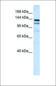 Anti-NOMO1 (ab2) antibody produced in rabbit affinity isolated antibody