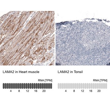 Monoclonal Anti-LAMA2 antibody produced in mouse Prestige Antibodies&#174; Powered by Atlas Antibodies, clone CL3450, purified immunoglobulin, buffered aqueous glycerol solution