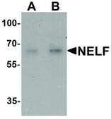Anti-NELF antibody produced in rabbit affinity isolated antibody