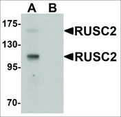 Anti-RUSC2 antibody produced in rabbit affinity isolated antibody