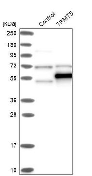 抗-TRMT5 兔抗 Prestige Antibodies&#174; Powered by Atlas Antibodies, affinity isolated antibody, buffered aqueous glycerol solution