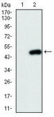 Monoclonal Anti-PIK3CA antibody produced in mouse clone 4F3, purified immunoglobulin, buffered aqueous solution
