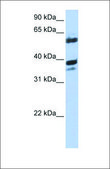 Anti-DNAJB1 antibody produced in rabbit affinity isolated antibody
