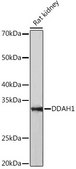 Anti-DDAH1 Antibody, clone 1Q5F6, Rabbit Monoclonal