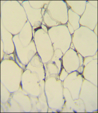 ANTI-FBLN7 (N-TERM) antibody produced in rabbit IgG fraction of antiserum, buffered aqueous solution