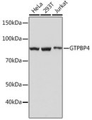 Anti-GTPBP4 antibody produced in rabbit