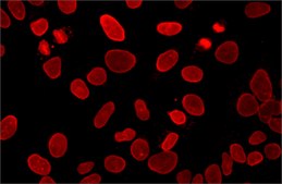 Anti-Lamin A, mature antibody, Mouse monoclonal clone 4A4, purified from hybridoma cell culture