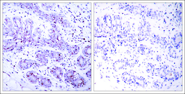 Anti-STAT4 (Ab-693) antibody produced in rabbit affinity isolated antibody