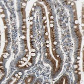 Anti-NUCB1 antibody produced in rabbit Prestige Antibodies® Powered by Atlas Antibodies, affinity isolated antibody, buffered aqueous glycerol solution