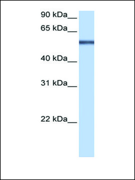 Anti-LRRC8E antibody produced in rabbit affinity isolated antibody