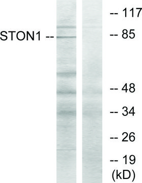 Anti-STON1 antibody produced in rabbit affinity isolated antibody