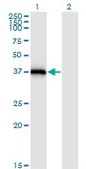 Monoclonal Anti-STX16, (N-terminal) antibody produced in mouse clone 3D12, purified immunoglobulin, buffered aqueous solution