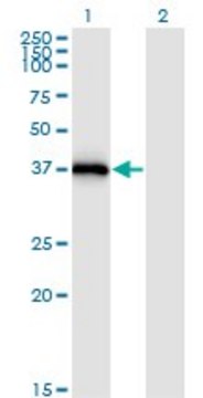 Monoclonal Anti-STX16, (N-terminal) antibody produced in mouse clone 3D12, purified immunoglobulin, buffered aqueous solution