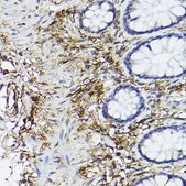 Anti-CD90/Thy1 Antibody, clone 2V9S6, Rabbit Monoclonal