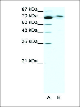 Anti-C14ORF101 antibody produced in rabbit affinity isolated antibody