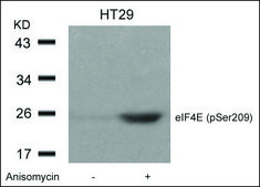 Anti-phospho-EIF4E (pSer209) antibody produced in rabbit affinity isolated antibody