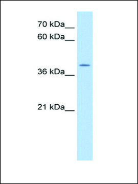 Anti-APOBEC3B antibody produced in rabbit affinity isolated antibody