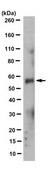 Anti-LGMN Antibody, clone 6A7.2 clone 6A7.2, from mouse