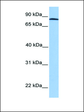 Anti-ADAM7 antibody produced in rabbit affinity isolated antibody