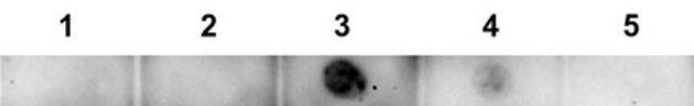 Anti-A&#946;-42 Antibody, oligomeric (VIA) serum, from rabbit