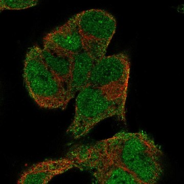 Anti-KIF5A antibody produced in rabbit Prestige Antibodies&#174; Powered by Atlas Antibodies, affinity isolated antibody