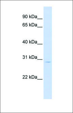 Anti-LIF antibody produced in rabbit affinity isolated antibody