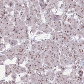 Anti-TAF15 antibody produced in rabbit Prestige Antibodies® Powered by Atlas Antibodies, affinity isolated antibody, buffered aqueous glycerol solution