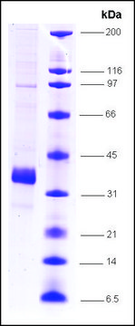 SC35 human recombinant, expressed in insect cells, &#8805;80% (SDS-PAGE)