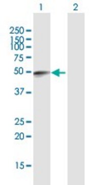 Anti-FAM134B antibody produced in mouse purified immunoglobulin, buffered aqueous solution