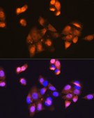 Anti-CDK1 antibody produced in rabbit