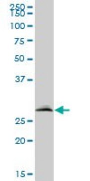 Anti-VAPB antibody produced in mouse purified immunoglobulin, buffered aqueous solution