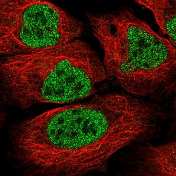 Anti-LTBP3 antibody produced in rabbit Prestige Antibodies&#174; Powered by Atlas Antibodies, affinity isolated antibody